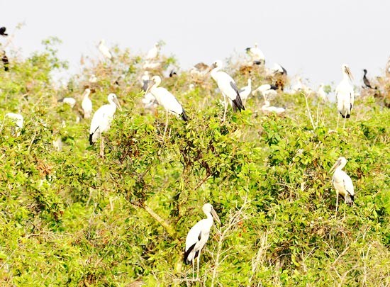 Asian openbill storks at Lang Sen Ramsar site Asian openbill storks at Lang Sen Ramsar site